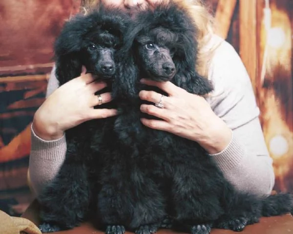 Mini barboncino cuccioli in vendita | Foto 5