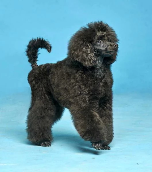 Mini barboncino cuccioli in vendita | Foto 3