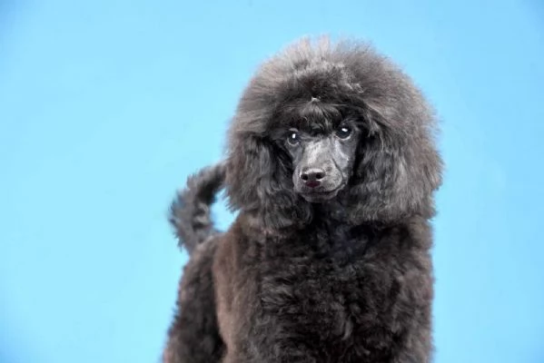 Mini barboncino cuccioli in vendita | Foto 1