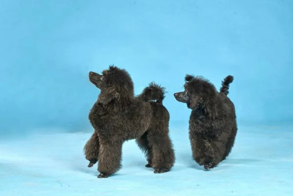 Mini barboncino cuccioli in vendita | Foto 0