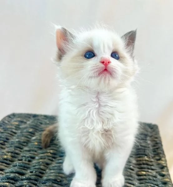 Bellissimi e dolcissimi cuccioli di Ragdoll!!  | Foto 0