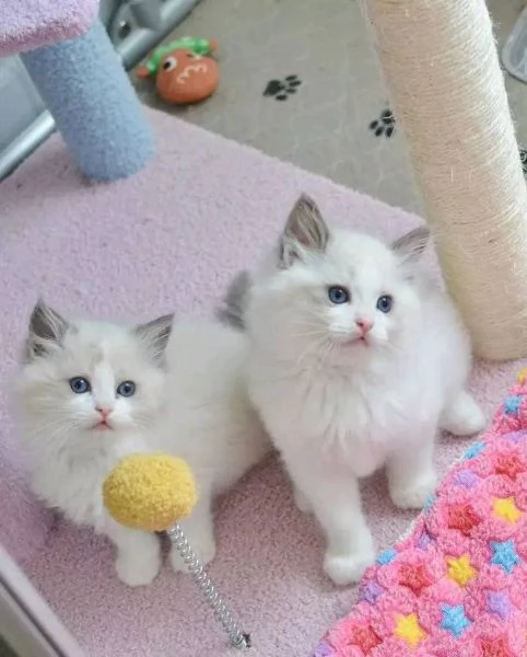 Dolcissimo Cuccioli Ragdoll!!! | Foto 0