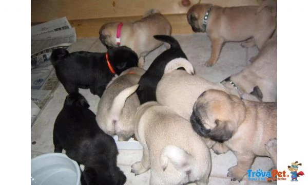 regalo teneri Cuccioli di Carlino Disponibili