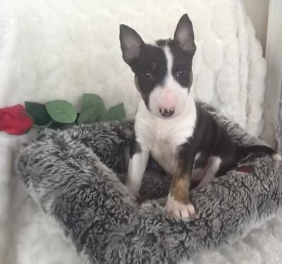 Regalo Bull Terrier cuccioli per l'adozione
