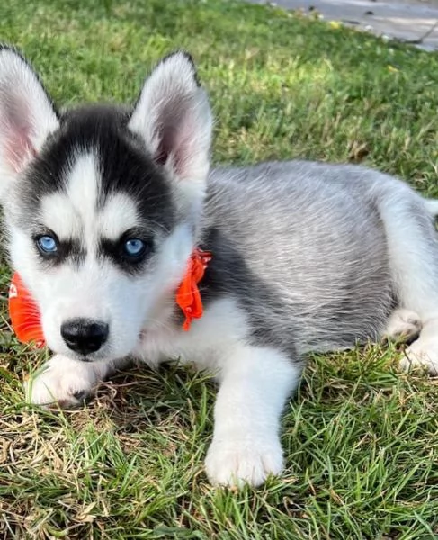 Regalo cucciolo cuccioli di siberian husky