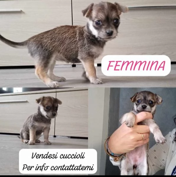 Chihuahua disponibile da metà febbraio