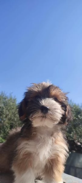 Bichon havanese cuccioli | Foto 3