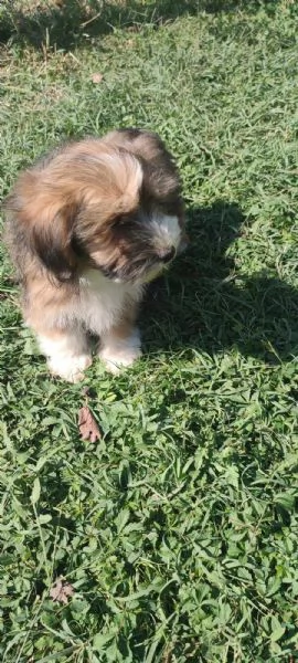 Bichon havanese cuccioli | Foto 2