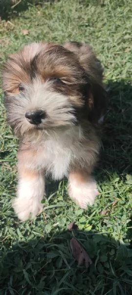 Bichon havanese cuccioli
