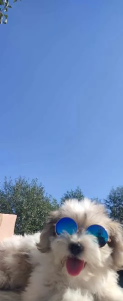 Bichon havanese cuccioli | Foto 1