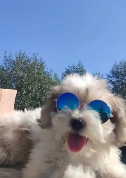 Bichon havanese cuccioli | Foto 0