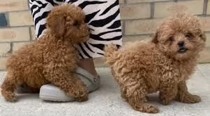 Disponibili adorabili cuccioli di barboncino toy