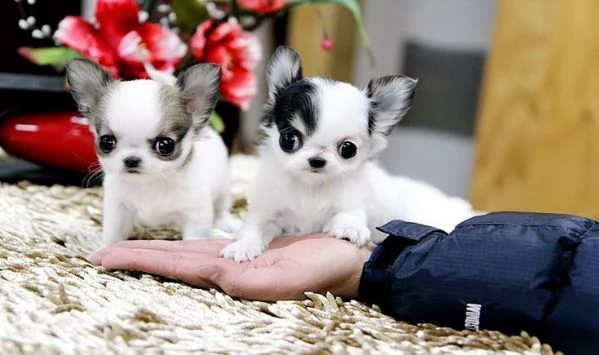 cuccioli di chihuahua molto giocosi