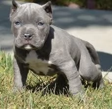 i miei migliori cuccioli di pitbull di razza pura | Foto 0