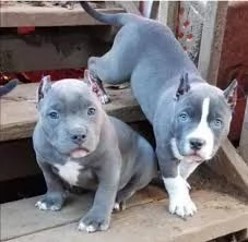 i miei migliori cuccioli di pitbull di razza pura