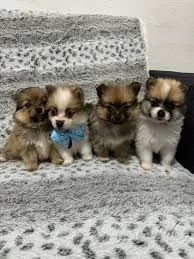 Cuccioli di Spitz giapponese pronti | Foto 0