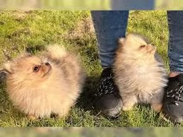 Cuccioli di Spitz giapponese pronti