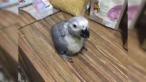 pappagalli africani grigi parlanti accoppiati | Foto 0