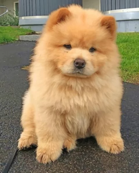 cuccioli di chow chow di qualità pronti.. | Foto 1