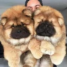 cuccioli di chow chow di qualità pronti..