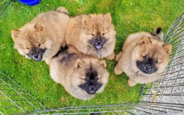 cuccioli di chow chow di qualità pronti.. | Foto 0