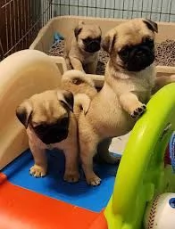 cuccioli di carlino maschi e femmine pronti per una nuova casa