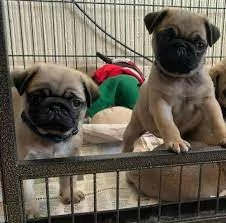 cuccioli di carlino sani disponibili ora.   Il cucciolo verrà fornito con documenti KC, libretto di 