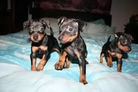Disponibili subito cuccioli di pinscher molto giocherelloni.