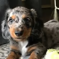 disponibili cuccioli di bassotto