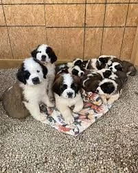 Disponibili cuccioli di San Bernardo | Foto 0