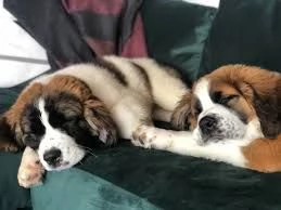Cuccioli di San Bernardo in vendita a buone famiglie