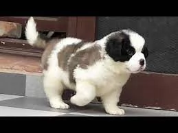 Cuccioli di San Bernardo in vendita a buone famiglie | Foto 0