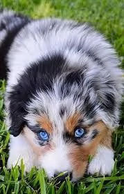 cuccioli di pastore australiano in vendita in buone famiglie