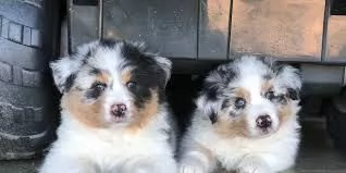 cuccioli di pastore australiano in vendita in buone famiglie | Foto 0
