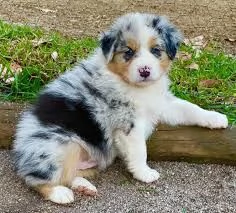 cuccioli di pastore australiano ben addestrati | Foto 0