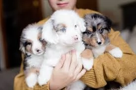 i migliori cuccioli di pastore australiano per te