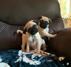 tenerissimi cuccioli di carlino da adottare