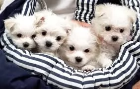 riportare a casa i miei cuccioli maltesi | Foto 0