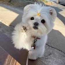 riportare a casa i miei cuccioli maltesi