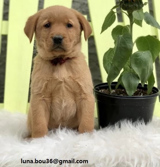 Golden Retriever cuccioli Cuccioli di cGolden Retriever. hanno 3 mesi. hanno doppia sverminazione ed
