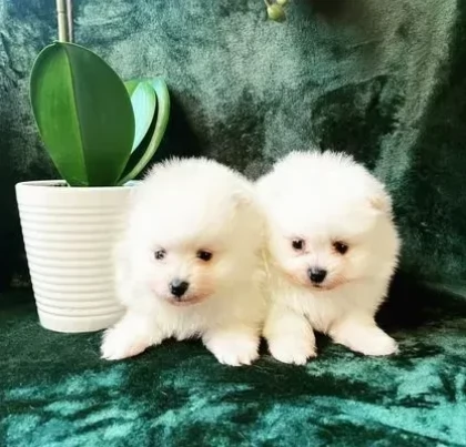 Cuccioli di Pomerania