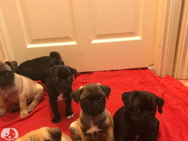 Bellissimi Cuccioli di Carlino | Foto 2