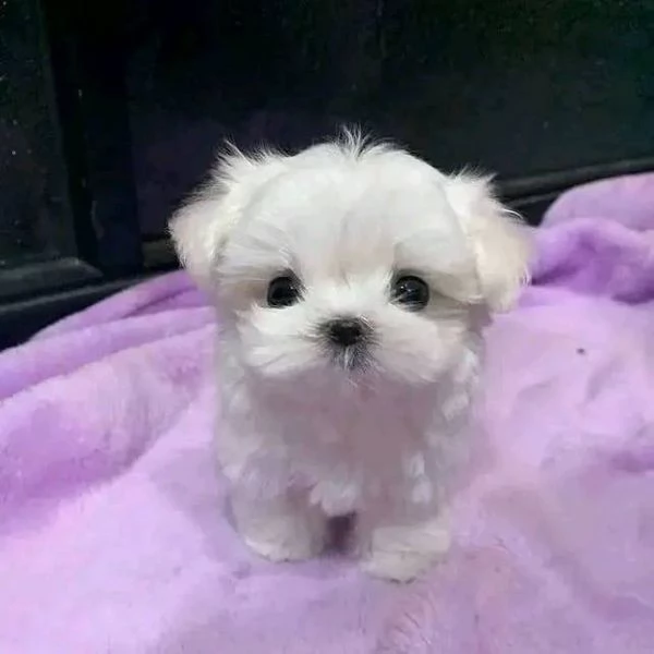 Cuccioli di Maltese toy
