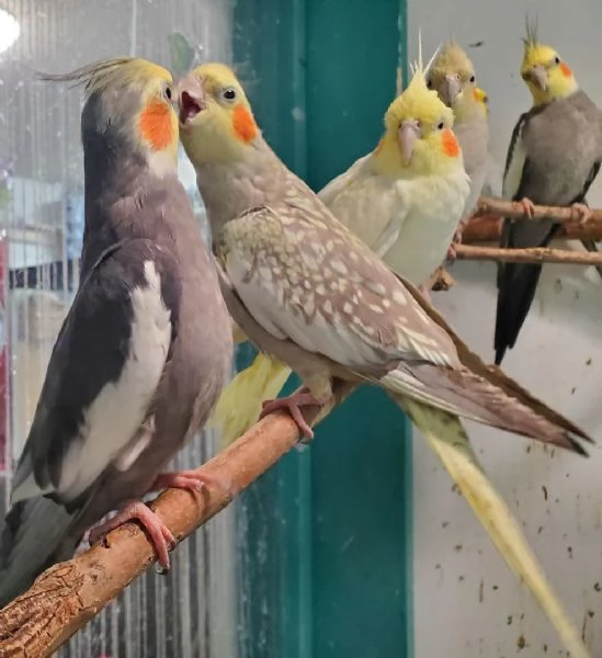 Splendidi cacatua KC Excellent Home Breeds maschi e femmine in cerca di una casa per sempre