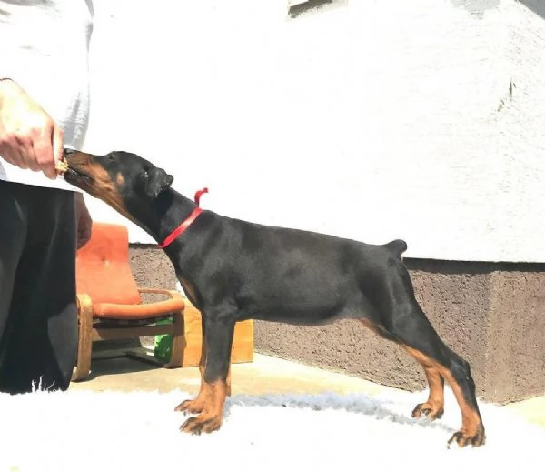 Doberman cuccioli | Foto 6