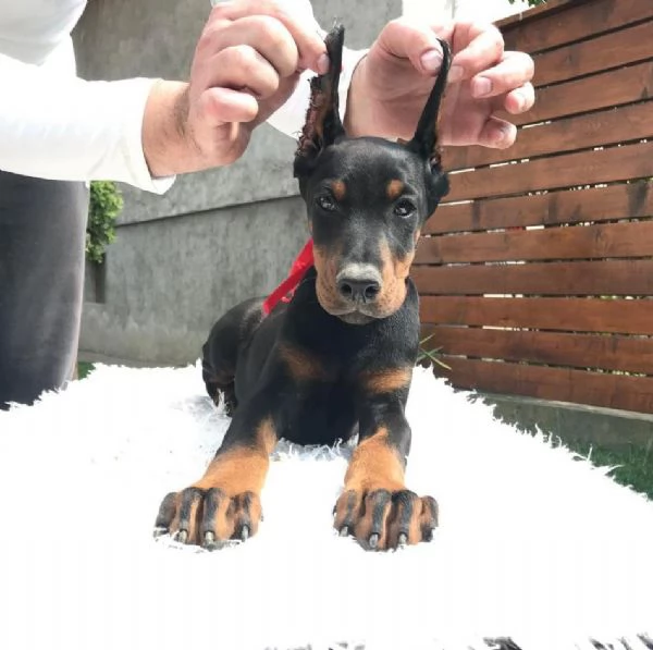 Doberman cuccioli | Foto 5