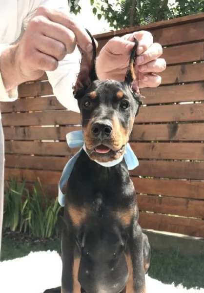 Doberman cuccioli | Foto 4