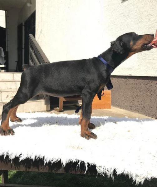Doberman cuccioli | Foto 2