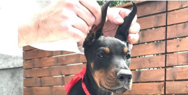 Doberman cuccioli