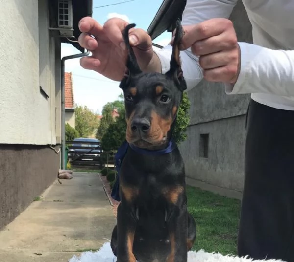 Doberman cuccioli | Foto 1